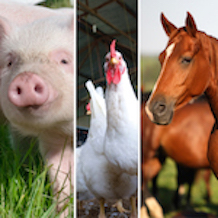 Livestock Supplies Category | FELDMANS FARM & HOME